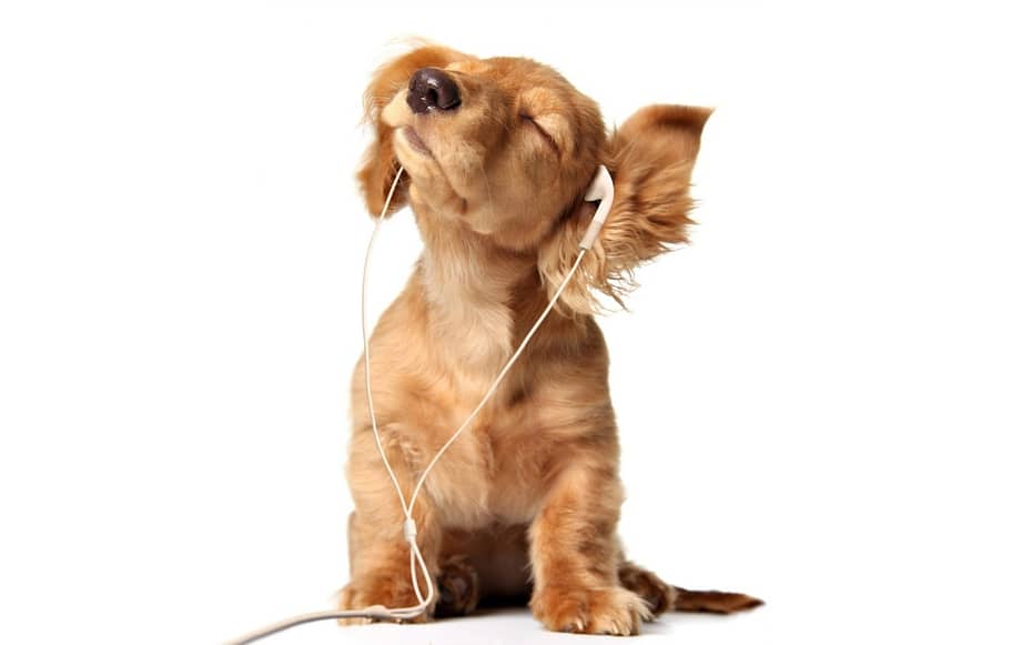 Cão ouvindo música
